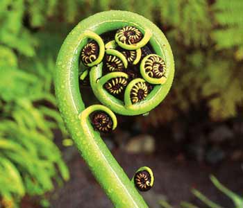 fiddlehead